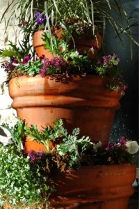 Flowers in Pot