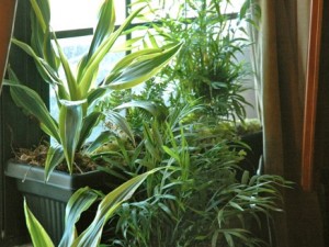 plants by window[1-2]
