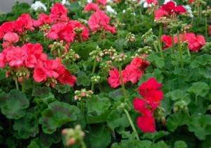 coral geraniums[6-4]