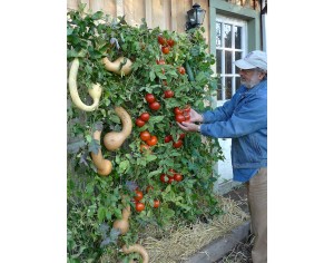 Noted Horticulture author, Derek Fell, showcases his veggie garden using the Skyscraper Trellis.