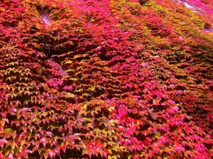 virginia-creeper-202143_1280