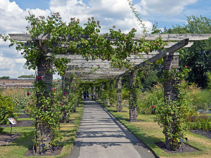 Rose_Pergola_at_Kew_Gardens