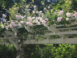 rose-on-pergola