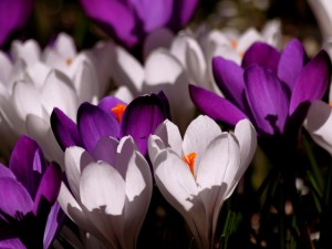 crocus-flower-spring-purple-60120