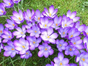 crocus_flower_violet