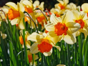 daffodils_glowing_199026