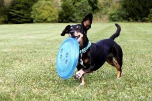 frisbee