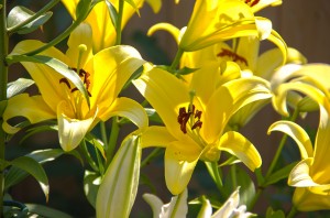 yellow lily