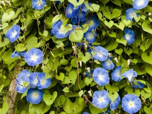 morning glory trellis