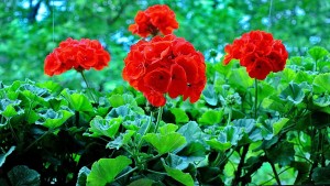 geraniums