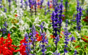 red white blue flowers