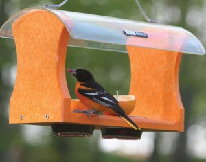 Bird_Feeders_4730