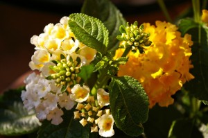 lantana-1443683_1280