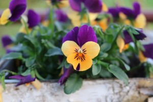 pansy-2416438_1280