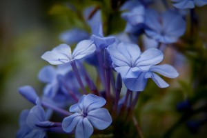 plumbago-387984_1280