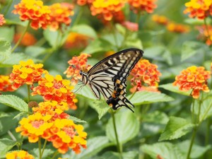 swallowtail-butterfly-802286_1280