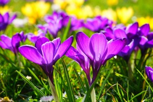 crocus-318293_1280