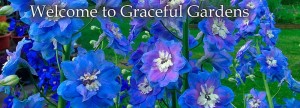 Delphiniums-Graceful-Gardens-Welcome-flexslider