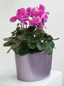 cyclamen