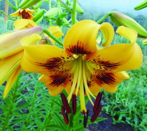 ‘Yellow Pinwheel’ is an Asiatic lily that blooms on sturdy stems for nearly a month. Its flowers were long-lasting even in last summer’s heat and drought.