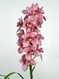 orchid