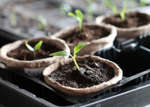 seedlings-peat-pot-SS