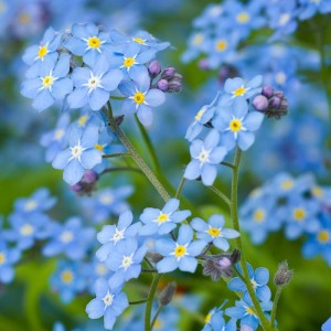 00105-ForgetMeNot-800