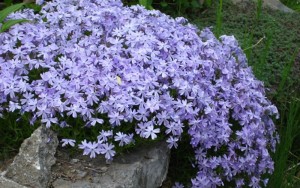 8413-Blue-Creeping-Phlox