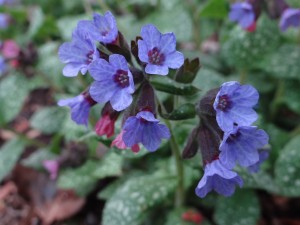 lungwort_orig