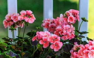 pink-geranium-2729139_1280