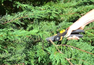 Pruning-evergreens-with-PowerGear2-Pruning-Shears