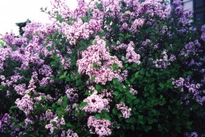 Syringa-Miss-Kim_3-900x600_c