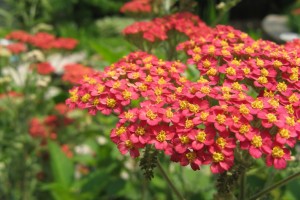 achillea