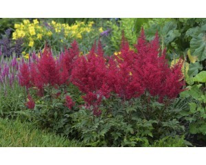 astilbe-red-sentinel-ball-hort