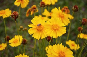 coreopsis-753159_1920-589282b03df78caebce84124