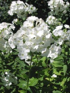 phlox