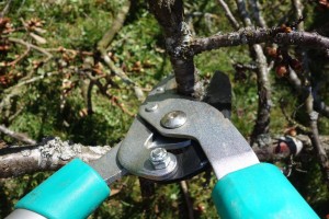 pruning-shears-535350_1280