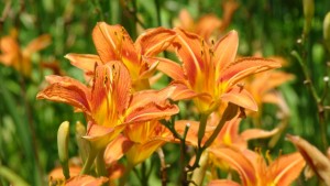 tawny-daylily-1024x576