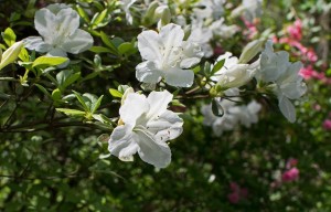 white-azalea-3336222_1280