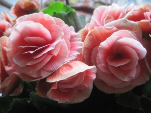 begonia-215406_1280