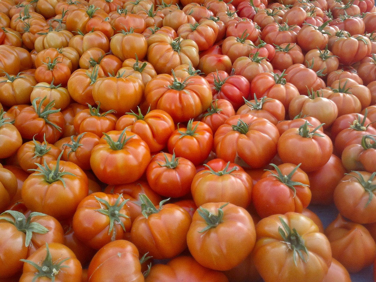 tomatoes-everything-you-need-to-know-fifthroom-living