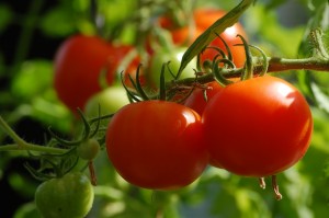 tomato-2643774_1280