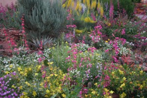 xeriscape-2