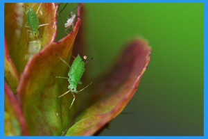 Aphid