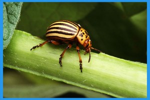 Colorado-Potato-Beetle