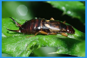 Earwig