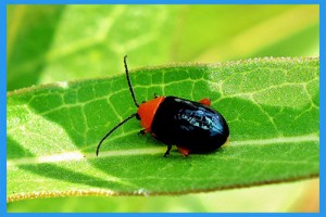 Flea-Beetle