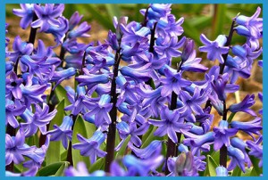 Hyacinth-2