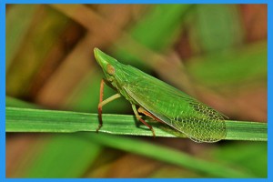 Leafhopper