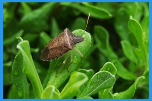 Stink-Bug